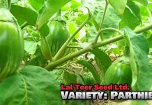 লাল তীর সীড লিমিটেডের উদ্যোগে বগুড়ার পাঁচবাড়ীয়াতে হাইব্রীড গাজর সবজি প্রদর্শনী ও মাঠ দিবস পালিত