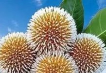 আজ আষাঢ়ের প্রথম দিন