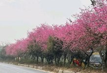 গাজীপুরের হোতাপাড়া সড়ক বিভাজক যেন এক টুকরো জাপান